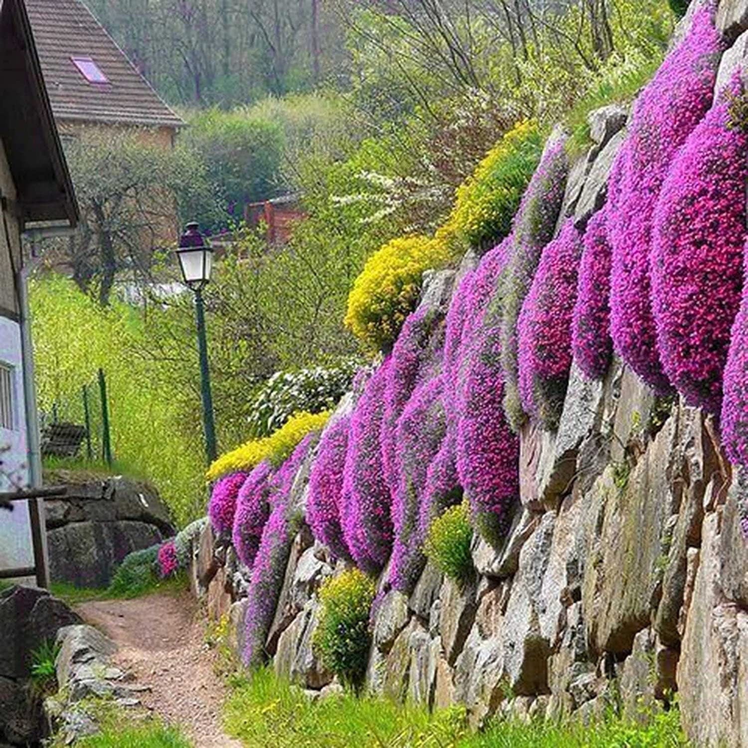 Red Carpet Creeping Thyme Ground Cover - 5000 Plant Seeds Perennial- Non-Gmo - Heirloom Flower